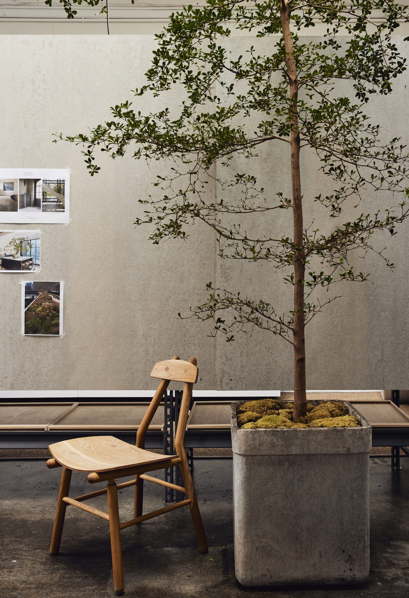 Image of a large tree and chair, with a wall of images behind inside the OWS Studio.