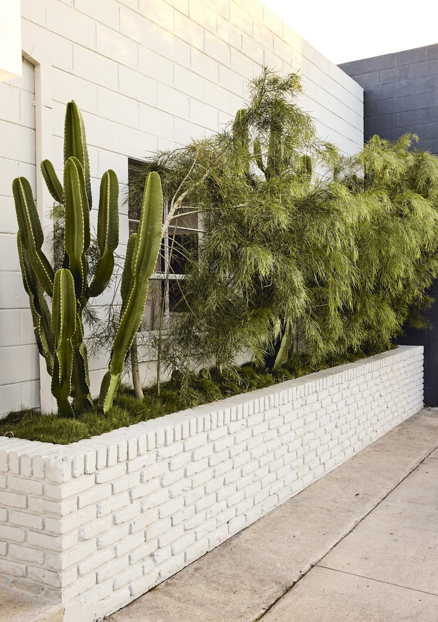 Frontal shot of the studio, with a cactus and other large plants.