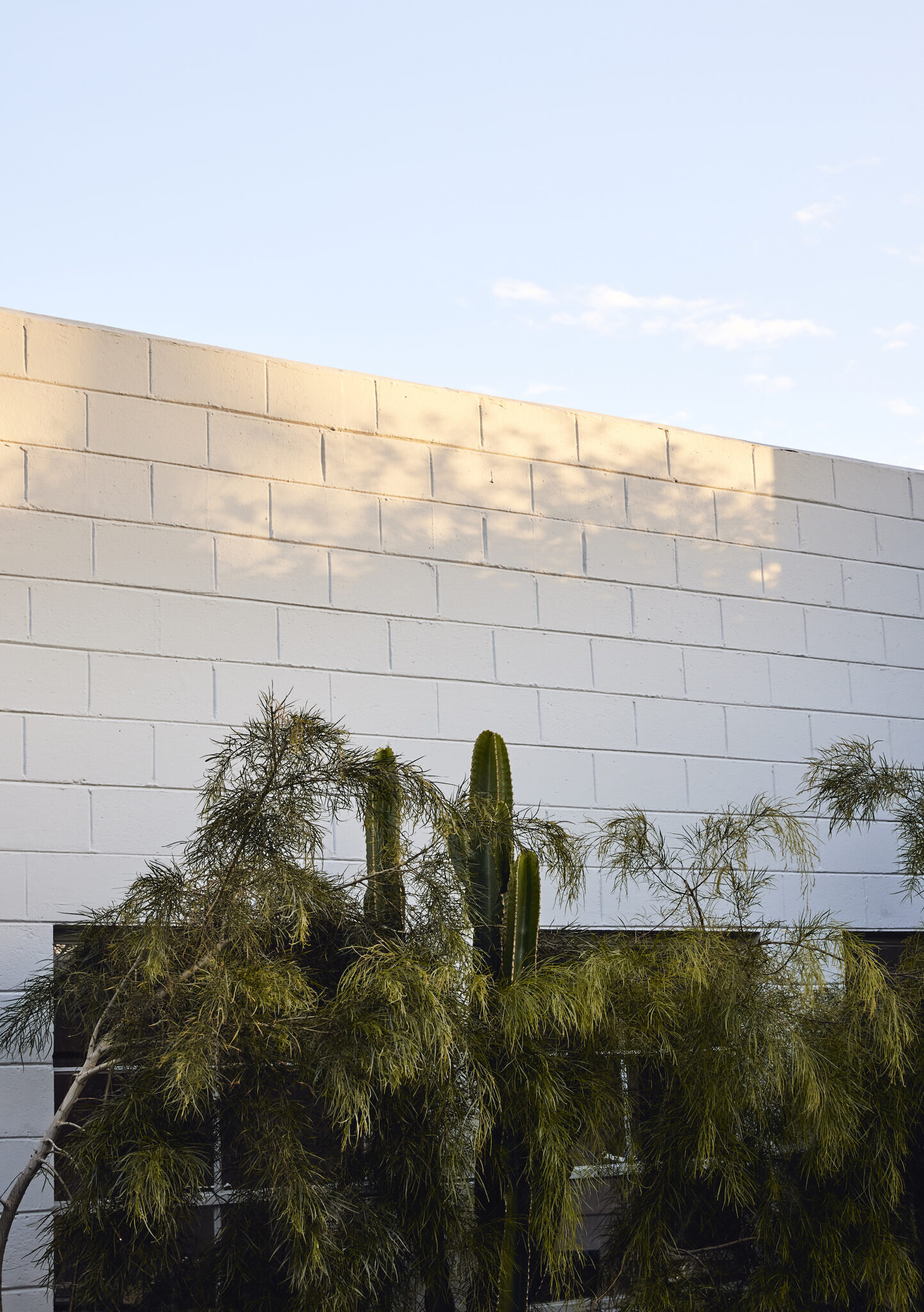 Frontal shot of the studio showing the plants and cactus and white brick, along with the sky at the top of the image.